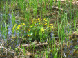 der BUGA-Newsletter 04/08 (1,1 MB)
